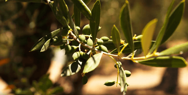 Olivovníky na Kréte – pestovanie olivového oleja