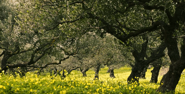 Olivovníky na Kréte – pestovanie olivového oleja