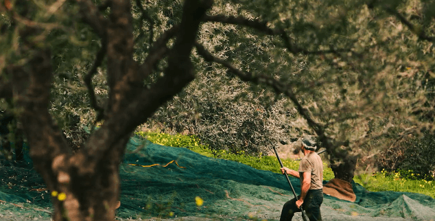 zber olív na Kréte farmár pri olivovníkoch výroba olivového oleja