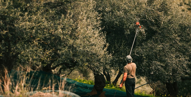 Zber olív na Kréte – výroba olivového oleja