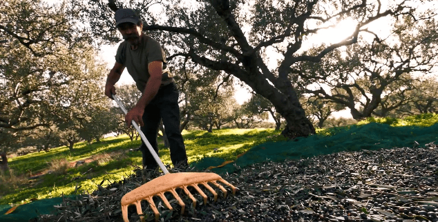 Zber olív na Kréte – výroba olivového oleja