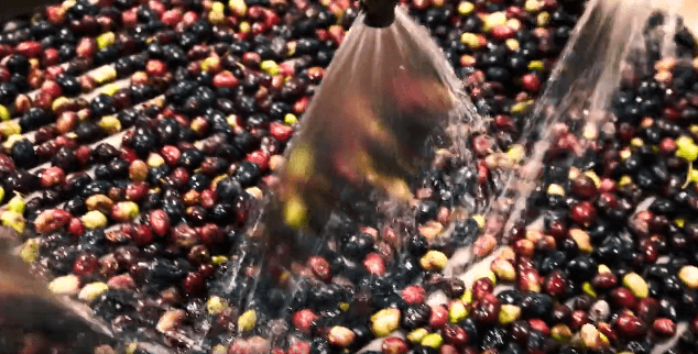 Spracovanie olív – výroba olivového oleja